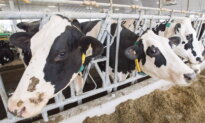 Agriculture Minister Reappoints Canadian Dairy Commission CEO Benoit Basillais