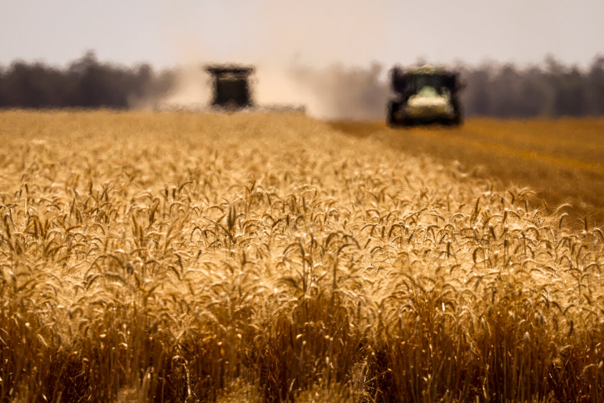 A header harvests wheat in a paddock near the north-central New South Wales town of Wee Waa, on Oct. 30, 2024. (David Gray/AFP via Getty Images)
