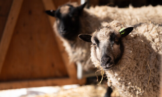 Notes From Owl Hill: The Return of a New Flock
