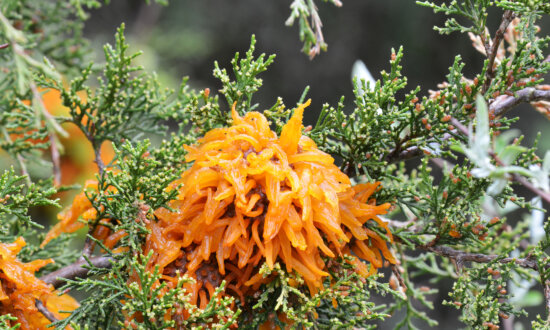 Orange Marmalade Octopi Invade Junipers