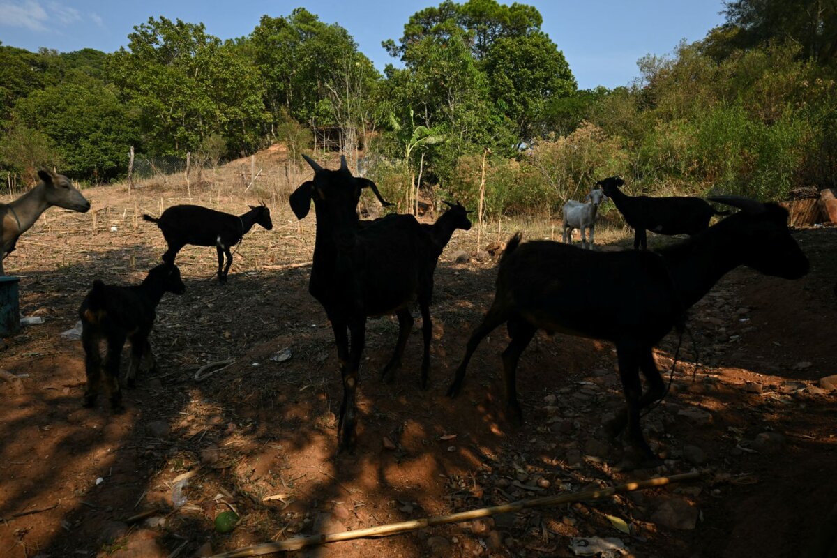 Goats in Tula, Chilapa de Alvarez municipality, Guerrero state, Mexico, on May 19, 2026. (Yuri Cortez /AFP via Getty Images)