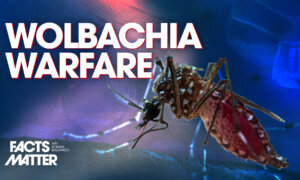 Google to Release 32 Million Bacteria-Infected Mosquitoes in Florida and California