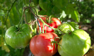 Heat-Resistant Veggies for an Easy Summer Garden