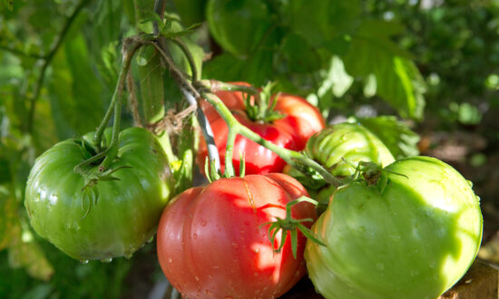Heat-Resistant Veggies for an Easy Summer Garden