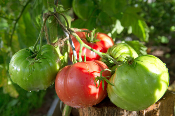 Heat-Resistant Veggies for an Easy Summer Garden