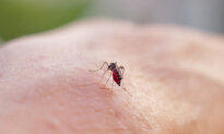 Standard Malaria Treatment Works Well Against Resistant Strains: Study