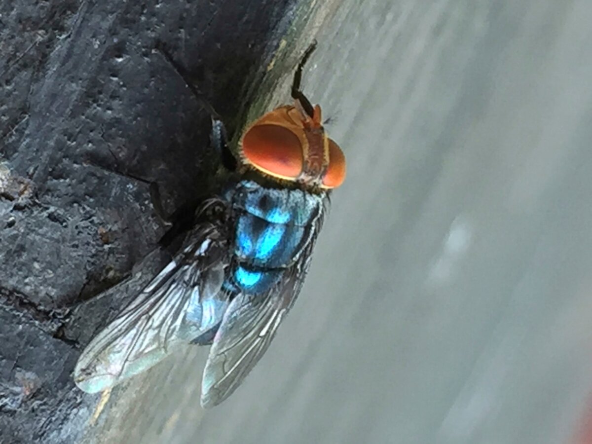 AP26155035284466-adult New World screwworm fly