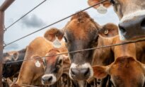 USDA Says 2nd Screwworm Case Detected in Texas