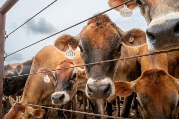 FDA Grants Emergency Approval