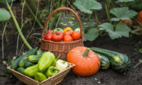 Notes From Owl Hill: Summer Garden Saga, Part 1—The Garden That Refused to Cooperate