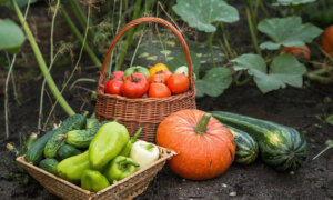 Notes From Owl Hill: Summer Garden Saga, Part 1—The Garden That Refused to Cooperate