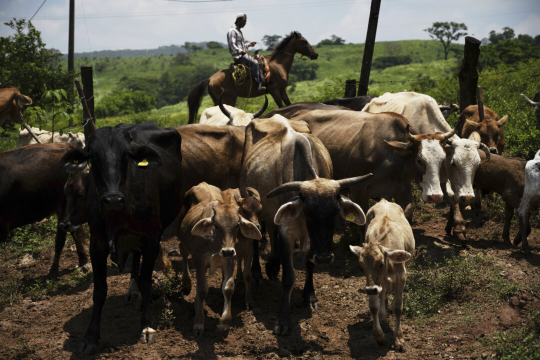 Texas Races to Contain Flesh-Eating Parasite Amid Threat to Livestock