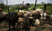 Canada Temporarily Blocking Livestock From Texas Due to New World Screwworm