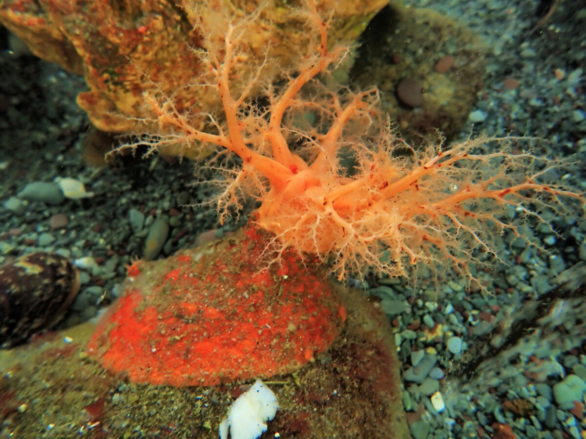 Psolus fabricii, shown in this handout photo, is also known as the scarlet sea cucumber. (The Canadian Press/Handout - Memorial University of Newfoundland and Labrador Mercier Lab, Emaline Montgomery)
