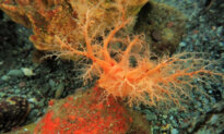 These Sea Cucumbers Seem to Have ‘Zombie’ Flesh That Doesn’t Die When Lopped Off