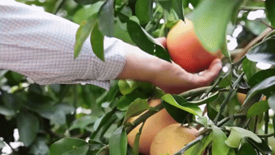 How a Tiny Insect Decimated Florida’s Citrus, and What Orchardists Are Doing About It