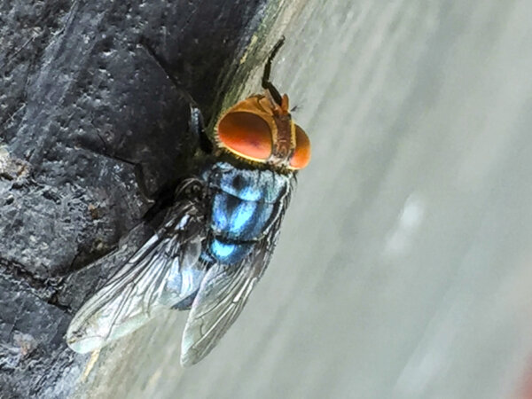 Alarming Threat Found in Texas