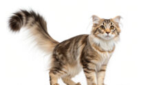 Cats’ Tails Tell Tales