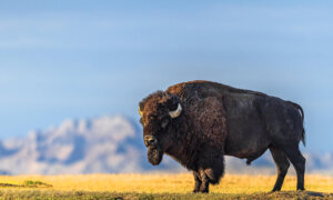 Our Wild West Journey