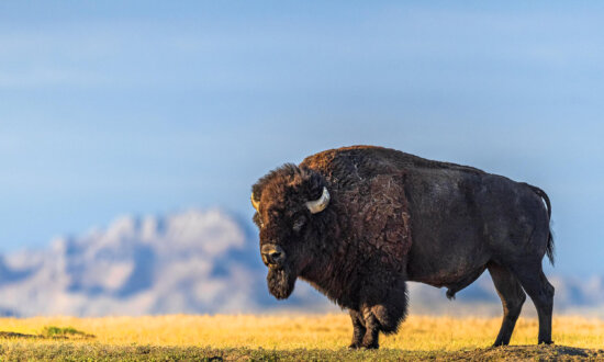 Our Wild West Journey