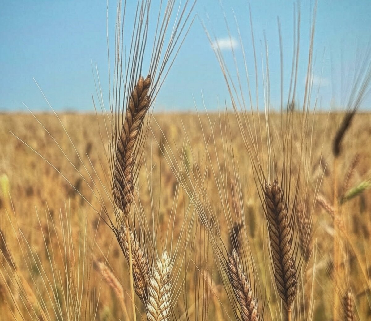 A field of farro, an ancient grain with a robust, nutty flavor. (Courtesy of David Bauer)