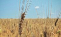 On a Mission to Revive America’s Heirloom Grains