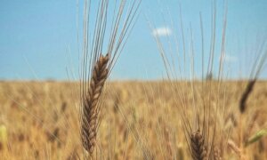On a Mission to Revive America’s Heirloom Grains