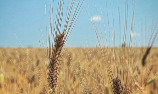 On a Mission to Revive America’s Heirloom Grains