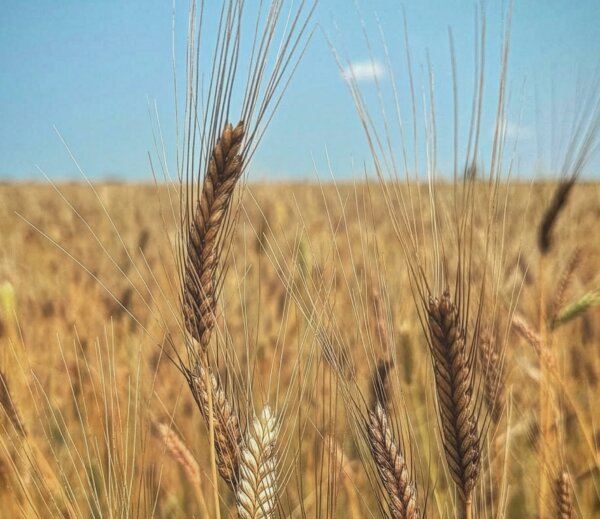 On a Mission to Revive America’s Heirloom Grains