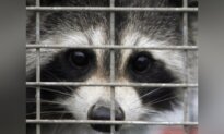 Rabies Vaccination Program for Skunks, Raccoons in Effort to Stop Spread to Montreal