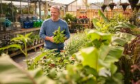 Tree-Buying Tips