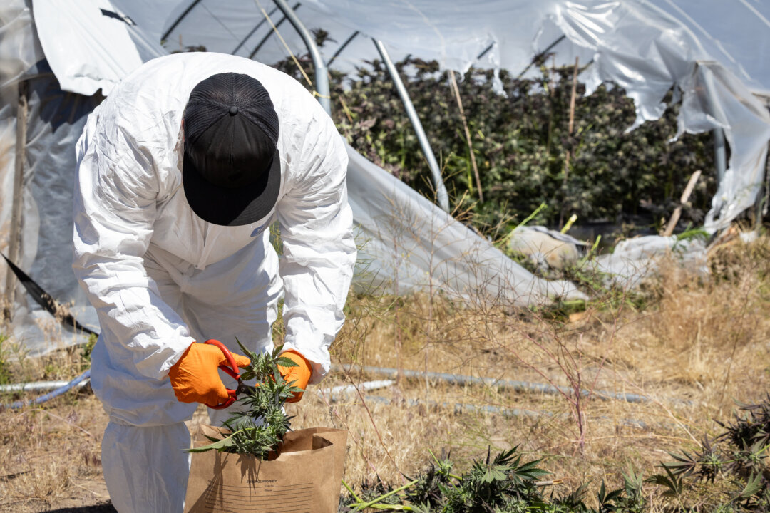 Bipartisan Federal and State Support Grows for Banning Paraquat