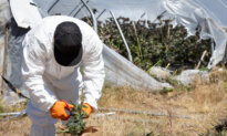 Bipartisan Federal and State Support Grows for Banning Paraquat