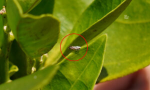 A Tiny Insect Decimated Florida’s Citrus. Here’s How Farmers Are Bouncing Back