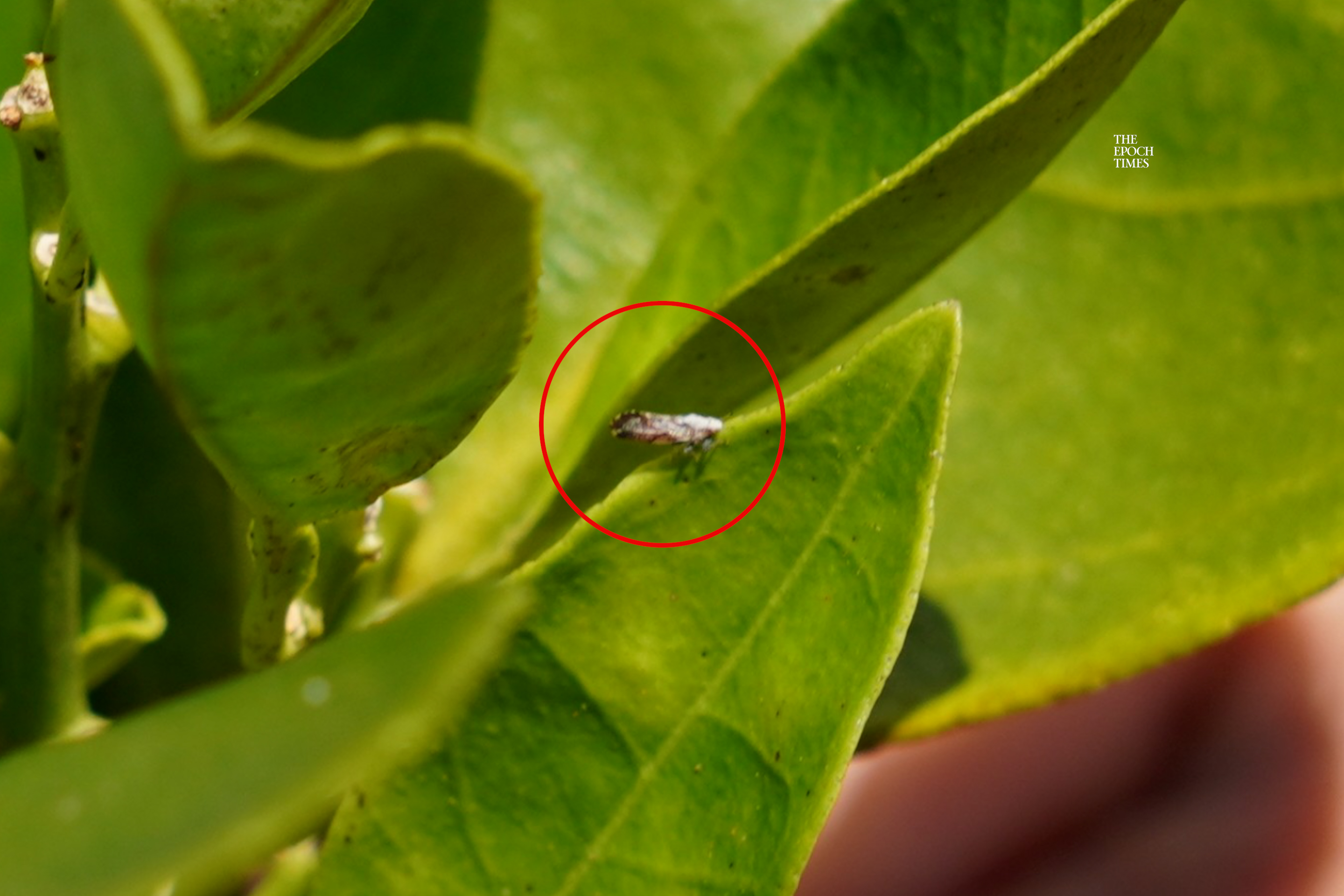 A Tiny Insect Decimated Florida Citrus. Here’s How Farmers Are Bouncing Back