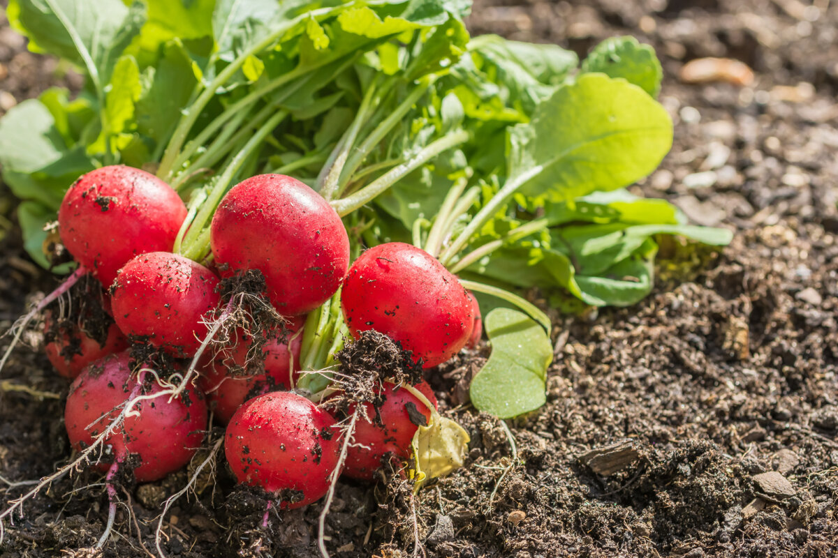 Radishes are among the fastest-growing garden vegetables, with some varieties maturing in as little as three or four weeks. (Ralf Geithe/Getty Images)