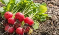 From Easy Beans to Impossible Radishes: The Gardener’s Easy-to-Hard Growing Guide
