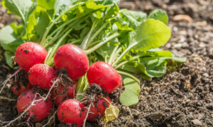 From Easy Beans to Impossible Radishes: The Gardener’s Easy-to-Hard Growing Guide