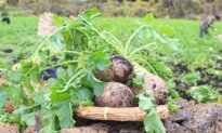 Jeju Winter Radish: A Crop Defined by What Winter Refuses to Let Grow