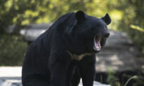 Conservation Officers in BC Remove Metal Stove Pipe Stuck on Bear’s Head