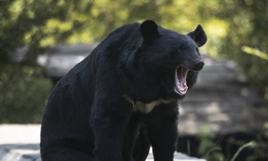 Conservation Officers in BC Remove Metal Stove Pipe Stuck on Bear’s Head