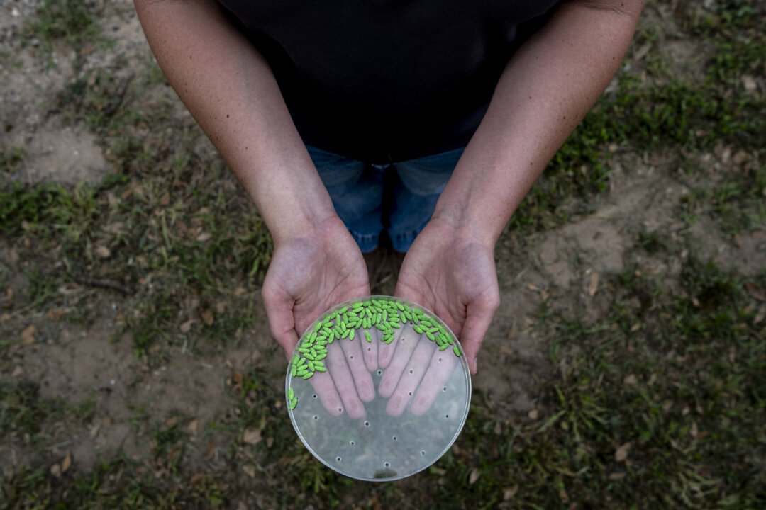 Giant Texas Sterile Fly Facility for Combating Flesh-Eating Screwworm to Open Spring 2027