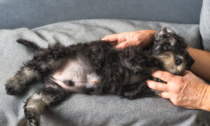 Puppy’s Hernia Needs Surgical Repair