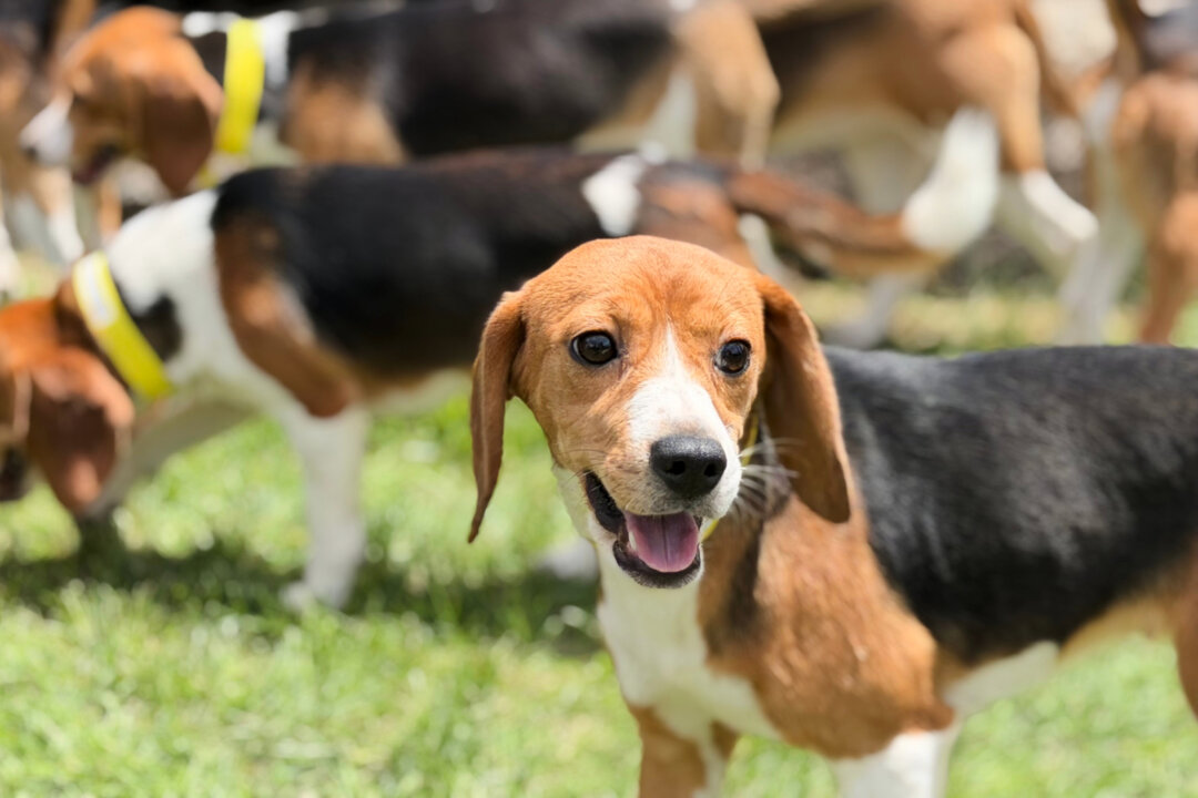 Beagle Facility That Drew Protests Will Give Up Remaining Dogs