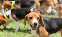 Beagle Facility That Drew Protests Will Give Up Remaining Dogs