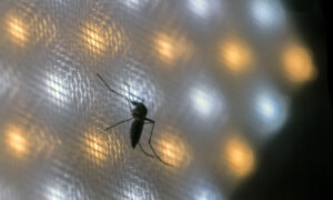 Brazil Suspends Dengue Vaccine Campaign After Deaths