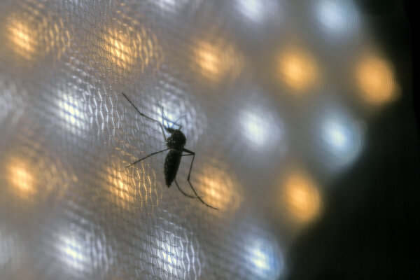 Brazil Suspends Dengue Vaccine Campaign After Deaths