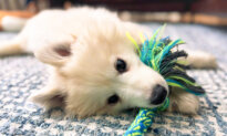 A New Leash on Life: How Neglected Samoyeds Found Forever Homes