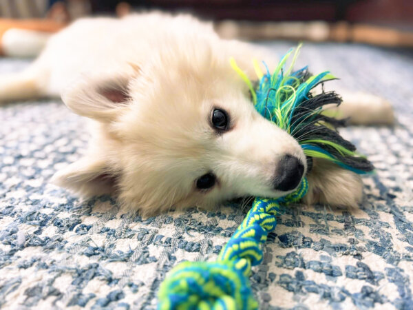 A New Leash on Life: How Neglected Samoyeds Found Forever Homes