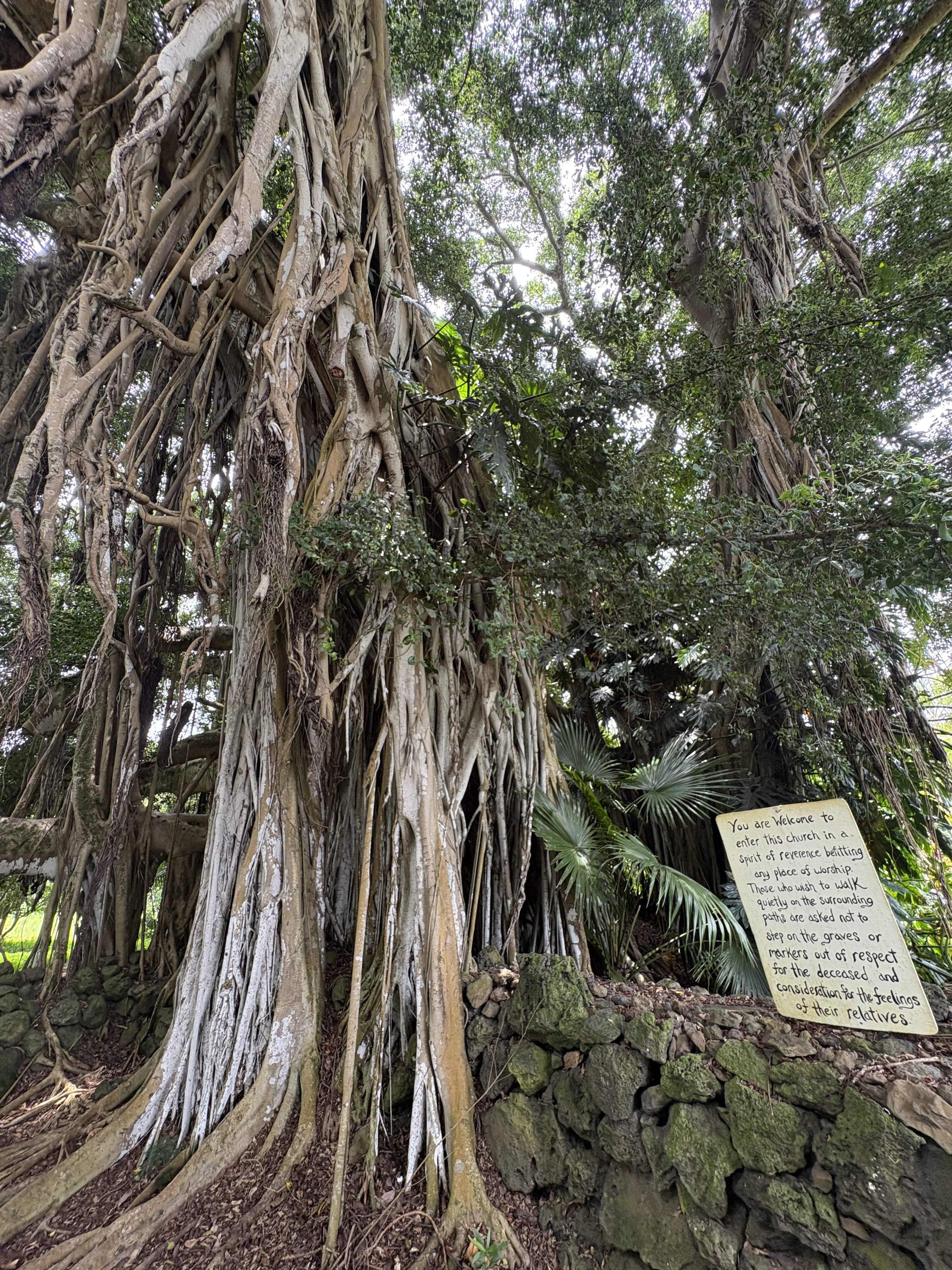 Maui Lindbergh